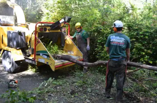 tree services Lake Don Pedro